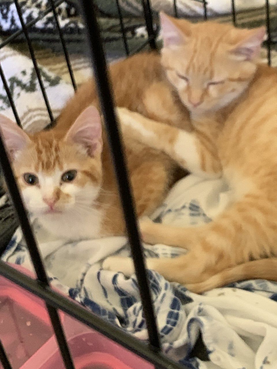 White Nose and Orange Nose.jpg